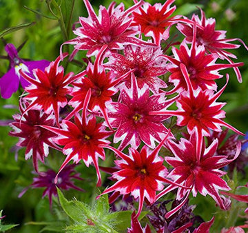 Twinkle (Twinkle Star) seeds for planting in home garden