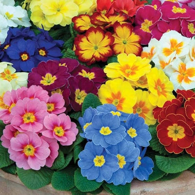 100 Pcs
