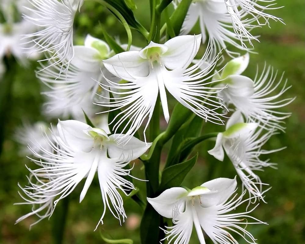 Aigrette Orchid Flower seeds for Planting - Compact Growth, Heirloom & GMO Free Seeds for Home Garden