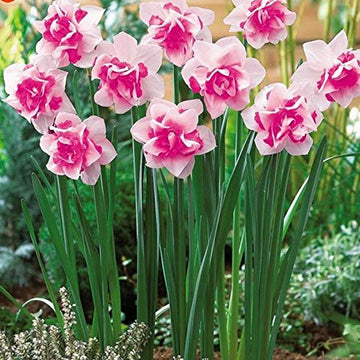 Pink Double Petals Daffodils Seeds for Planting Hardy Variety Heirloom & GMO Free Seeds for Home Garden
 
 Sale