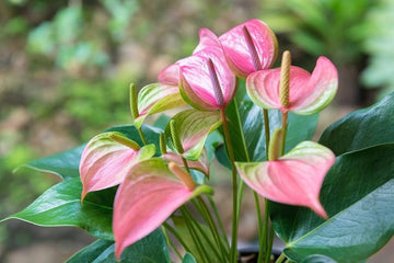 Green-Pink Anthurium Flower seeds for Planting - Colorful Display, Heirloom & GMO Free Seeds for Home Garden