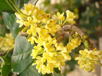 Osmanthus Flower seeds for Planting - Seasonal Bloomer, Heirloom & GMO Free Seeds for Home Garden