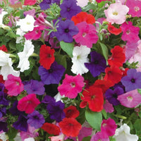 Petunia Mixed Colors Petunia spp. Seeds for Planting in Flower Bed