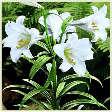 Lilium Longiflorum Flower seeds for Planting Premium Quality Heirloom & GMO Free Seeds for Home Garden