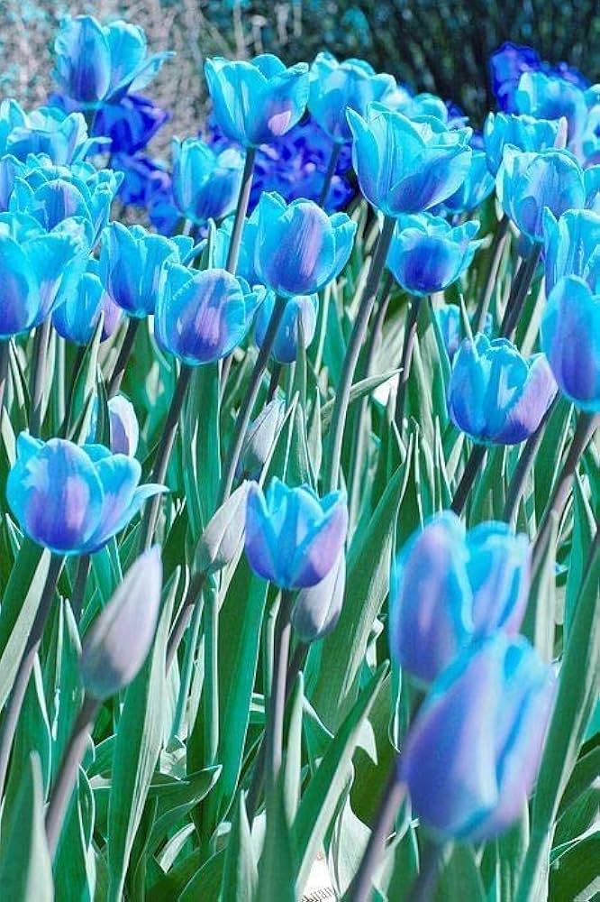 Tulip Blue Flower seeds for Planting - Hardy Variety, Heirloom & GMO Free Seeds for Home Garden