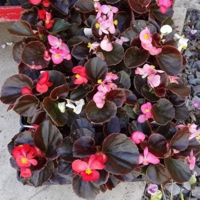 100 Pcs