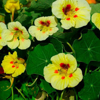 Green Yellow Nasturtium Flower seeds for Planting Cottage Garden Essential Heirloom & GMO Free Seeds for Home Garden