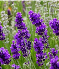 Lavendula Angustifolia Flower seeds for Planting Sun Loving Heirloom & GMO Free Seeds for Home Garden 
 
 Sale