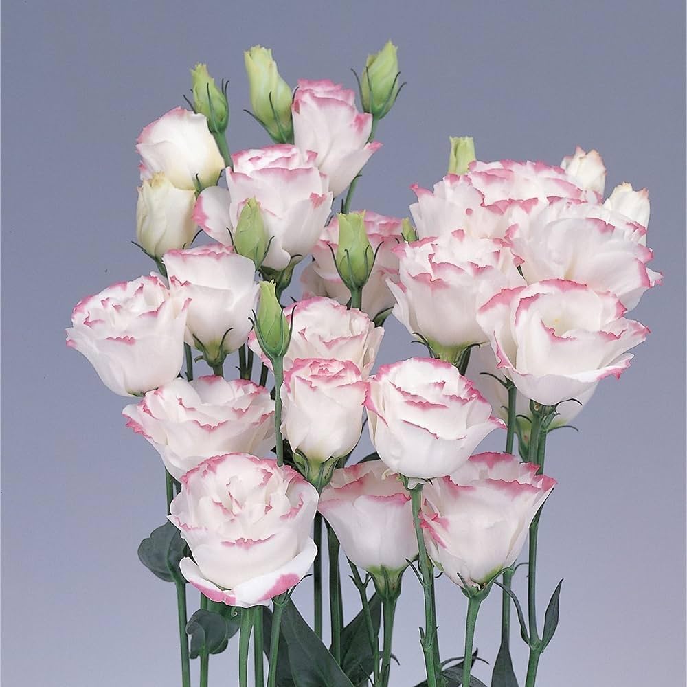 Pink White Eustoma (Lisianthus) Flower seeds for Planting - Shade Tolerant, Heirloom & GMO Free Seeds for Home Garden