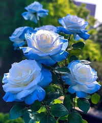 Sky Blue Climbing Rose Flower seeds for Planting - Long Bloom Season, Heirloom & GMO Free Seeds for Home Garden
