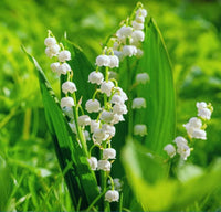Convallaria majalis creating lush green ground cover with white blooms.

