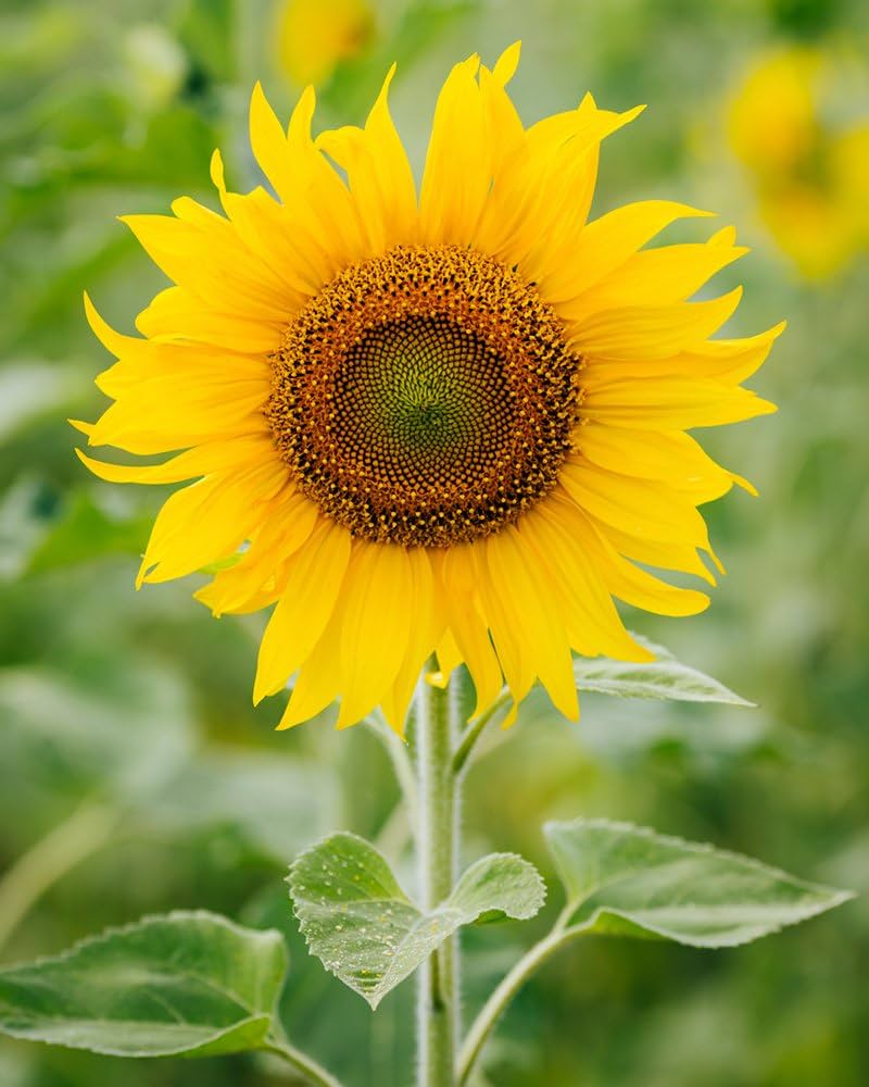 Giant Sunflower Seeds for Huge Blooming Displays