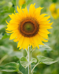 Giant Sunflower Helianthus annuus Seeds for Planting in Flower Bed and Backyard Garden