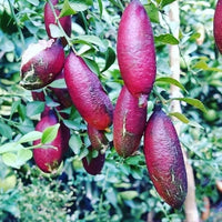 Pink Finger Lime Fruit Seeds for Planting – Heirloom Non-GMO Citrus Tree Seeds for Home Gardens, Containers & Outdoor Growing