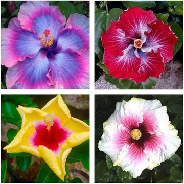 Mixed Hibiscus Flower seeds for Planting - Sun Loving, Heirloom & GMO Free Seeds for Home Garden
