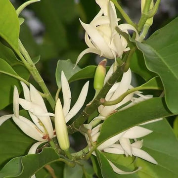 Heirloom Magnoliaceae Flower seeds for Planting Long Bloom Season Heirloom & GMO Free Seeds for Home Garden