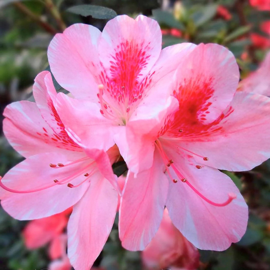Rhododendron Flower seeds for Planting Compact Growth Heirloom & GMO Free Seeds for Home Garden