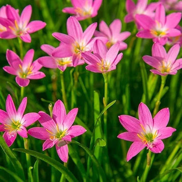 Lluvia Flower seeds for Planting - Cut Flower Favorite, Heirloom & GMO Free Seeds for Home Garden