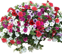 Pelleted Petunia Celebrity Strawberry Ice Seeds