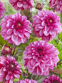 Ruby Pink Dahlia Flower Seeds for Planting Wildflower Mix Heirloom & GMO Free Seeds for Home Garden
 
 Sale