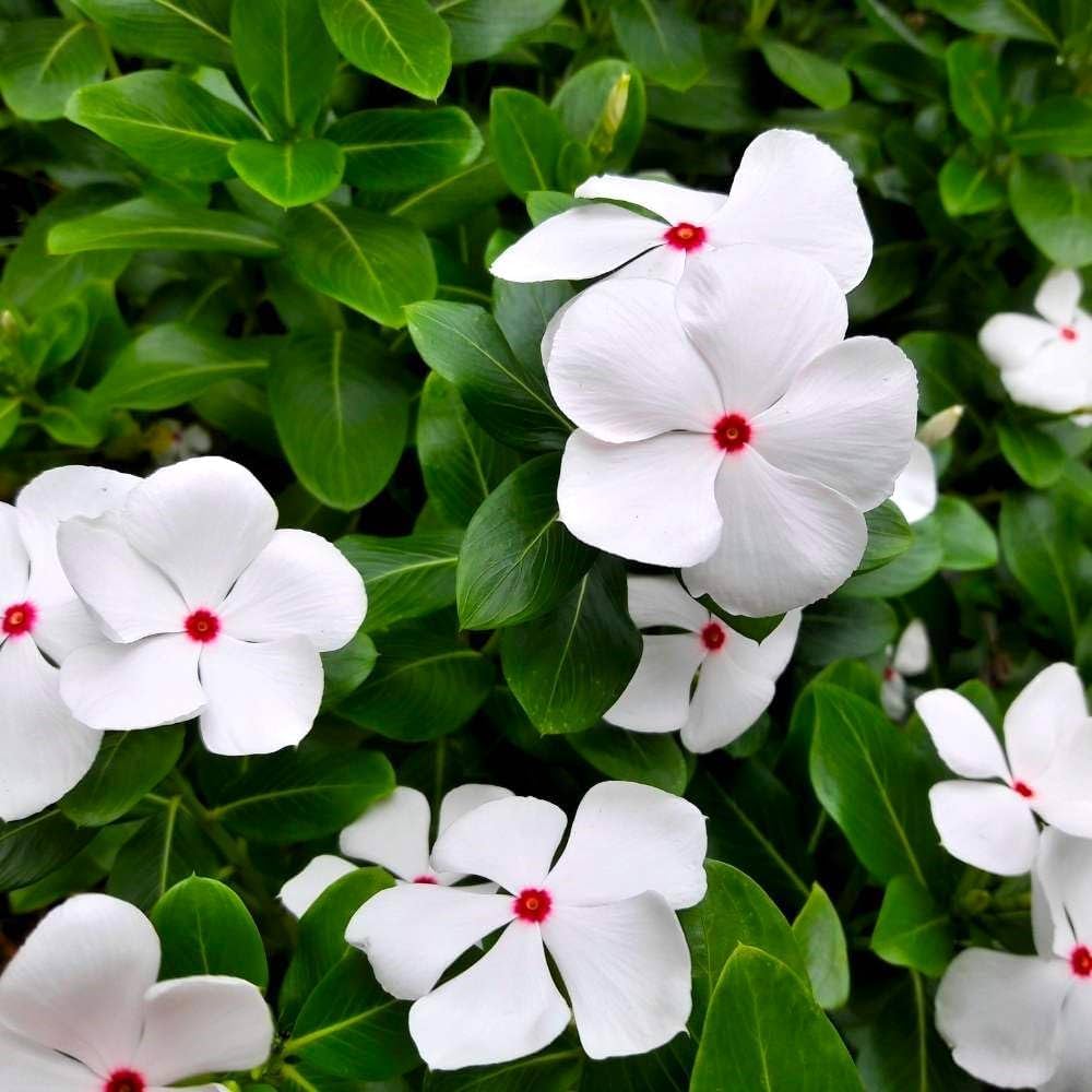 Vinca Flower seeds for Planting Premium Quality Heirloom & GMO Free Seeds for Home Garden