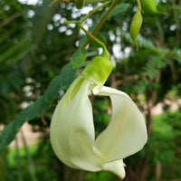 Heron Flower seeds for Planting - Long Bloom Season, Heirloom & GMO Free Seeds for Home Garden
 
 Sale seeds for home garden