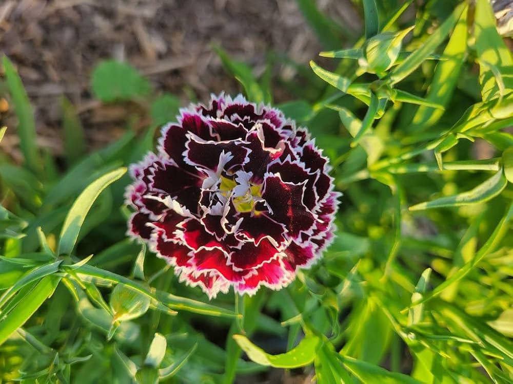 Dianthus Velvet N Lace Seeds for Planting Dianthus Barbatus flower bed cottage garden