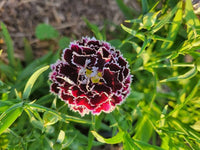 Dianthus Velvet N Lace Seeds for Planting Dianthus Barbatus flower bed cottage garden