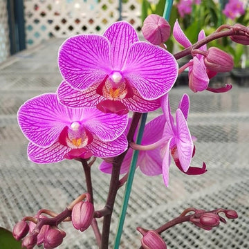 Phalaenopsis Orchid Flower seeds for Planting - Bright Blooms, Heirloom & GMO Free Seeds for Home Garden