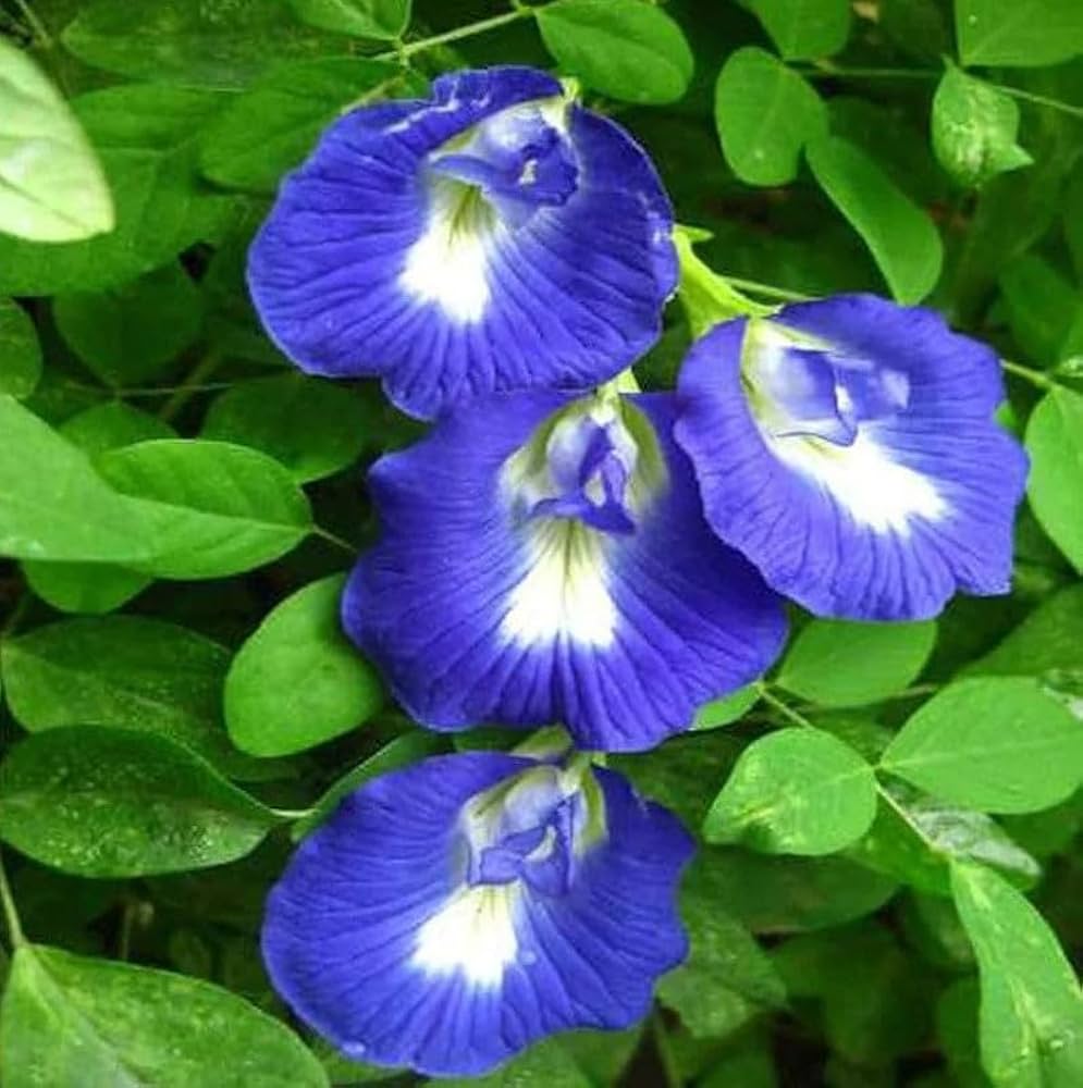 Mix Ternatea Flower seeds for Planting - Hardy Variety, Heirloom & GMO Free Seeds for Home Garden