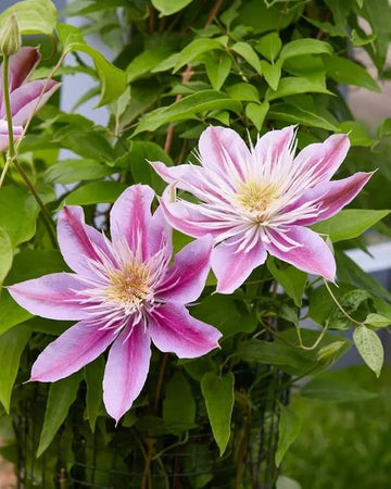 Pink Clematis Flower Seeds for Planting Cut Flower Favorite Heirloom & GMO Free Seeds for Home Garden
 
 Sale
