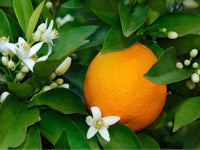 Pink-fleshed Cara Cara orange citrus tree seeds for outdoor growing