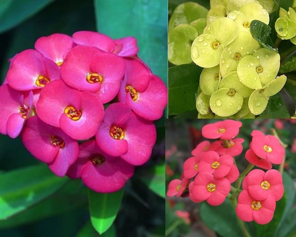 Mixed Crown of Thorns Flower seeds for Planting - Sun Loving, Heirloom & GMO Free Seeds for Home Garden