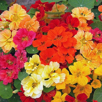 Multi Nasturtium Flower Seeds for Garden Shade Tolerant Heirloom & GMO Free Seeds for Home Garden
 
 Sale