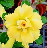 Pale Yellow Adenium Obesum Seeds – Heirloom & NonGMO Desert Rose for Home Gardens
 
 Sale