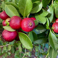 Red Strawberry Guava Tree Seeds for Planting