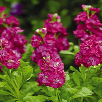 Matthiola Incana Deep Rose Seeds for Planting Spring Beds Cottage Garden
