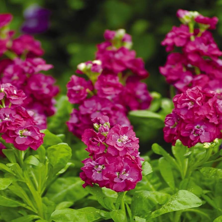 Mixed Matthiola Incana Matthiola incana Flower Seeds for Planting for Flower Bed