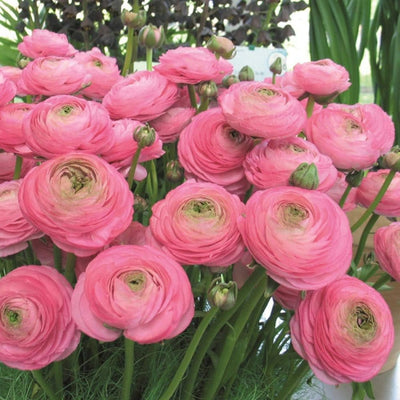 100 Pcs