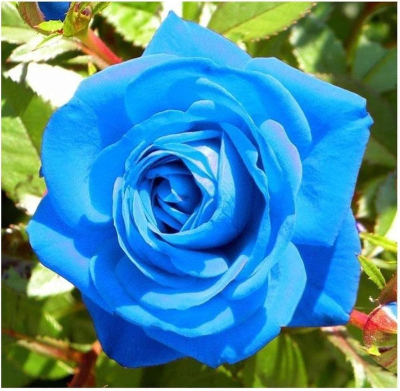 Dark Blue Rose Flower seeds for Planting Hardy Variety Heirloom & GMO Free Seeds for Home Garden