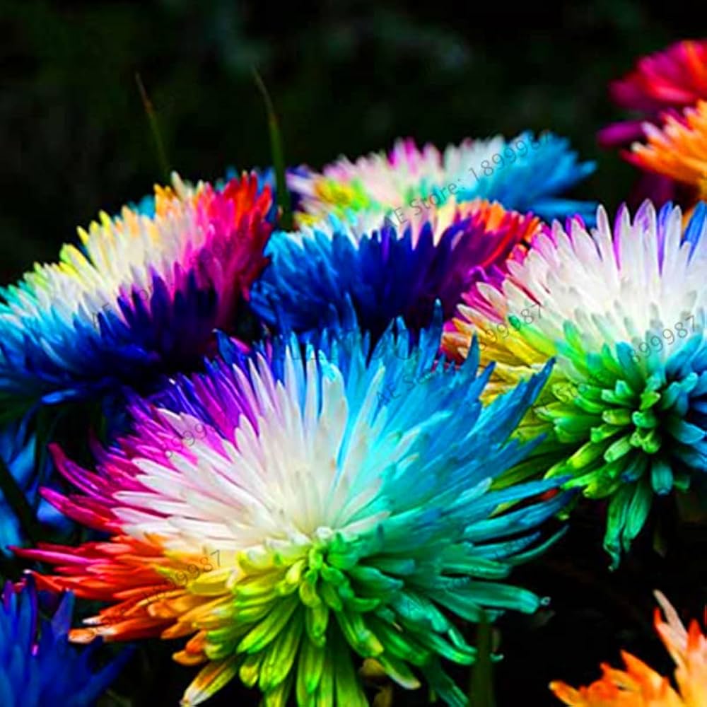 Rainbow Chrysanthemum Chrysanthemum indicum Seeds for Planting in Flower Bed and Urban Garden