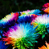 Rainbow Chrysanthemum Chrysanthemum indicum Seeds for Planting in Flower Bed and Urban Garden