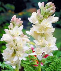 Fragrant tuberose flowers growing in a garden landscape

