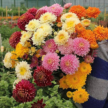 Chrysanthemum Flower seeds for Planting Hardy Variety Heirloom & GMO Free Seeds for Home Garden