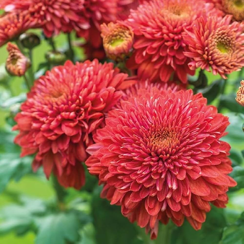 Chrysanthemum Red Flower Seeds for Planting | Perennial Blooms