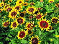 Rudbeckia Hirta Flower Seeds for Planting in Flower Bed