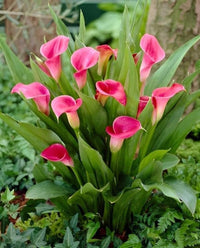 Spathiphyllum Peace Lily plant with lush green leaves growing in a decorative container.