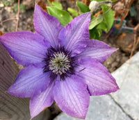 Lavender Clematis Flower seeds for Planting Easy to Grow Heirloom & GMO Free Seeds for Home Garden 
 
 Sale