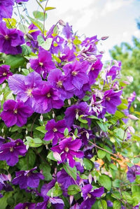 Clematis Purple Flower seeds for Planting - Wildflower Mix, Heirloom & GMO Free Seeds for Home Garden