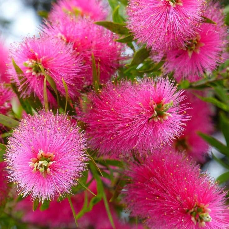 Pink Callistemon Flower Seeds – Bright Heirloom NonGMO Blooms for Home Garden & Outdoor Landscaping
 
 Sale